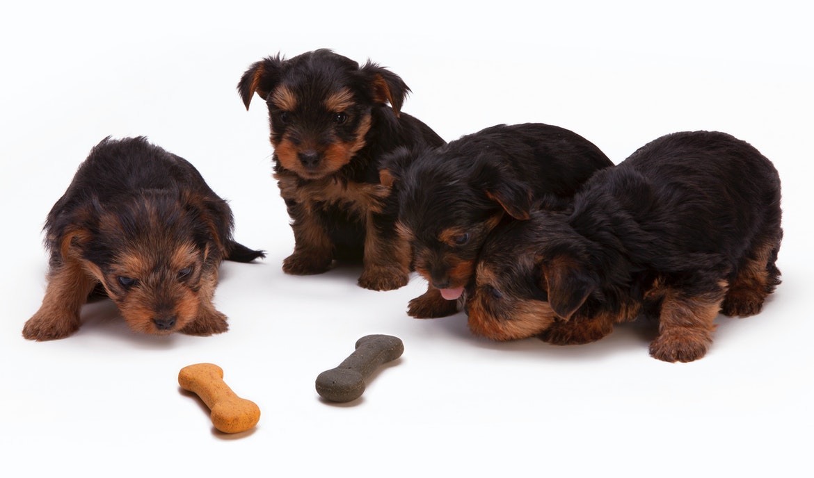 Proč je taurin důležitou součástí krmiva pro psy